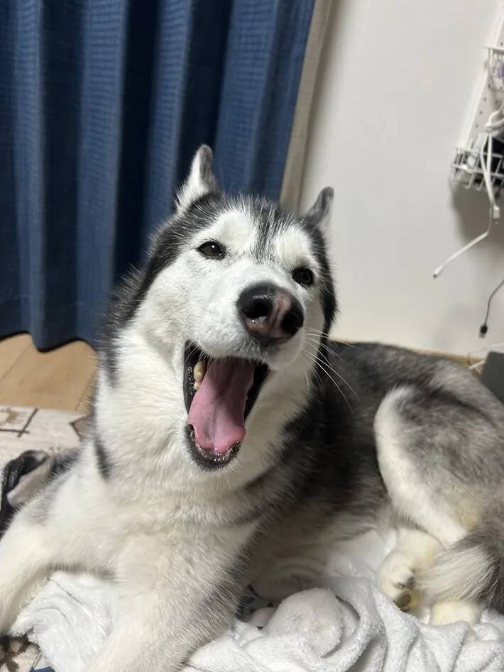 飼い主「目、どうなってんの？」　ハスキーの『奇跡の瞬間』に6万人が爆笑