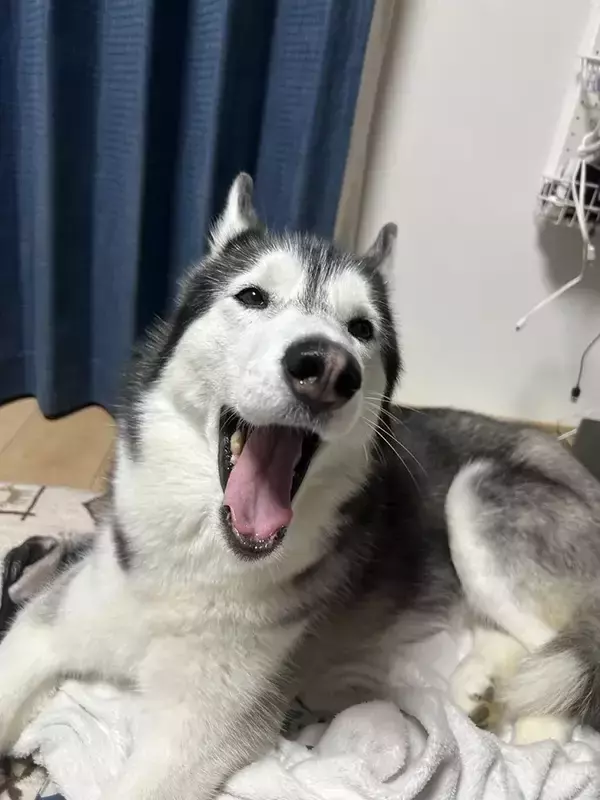 「飼い主「目、どうなってんの？」　ハスキーの『奇跡の瞬間』に6万人が爆笑」の画像