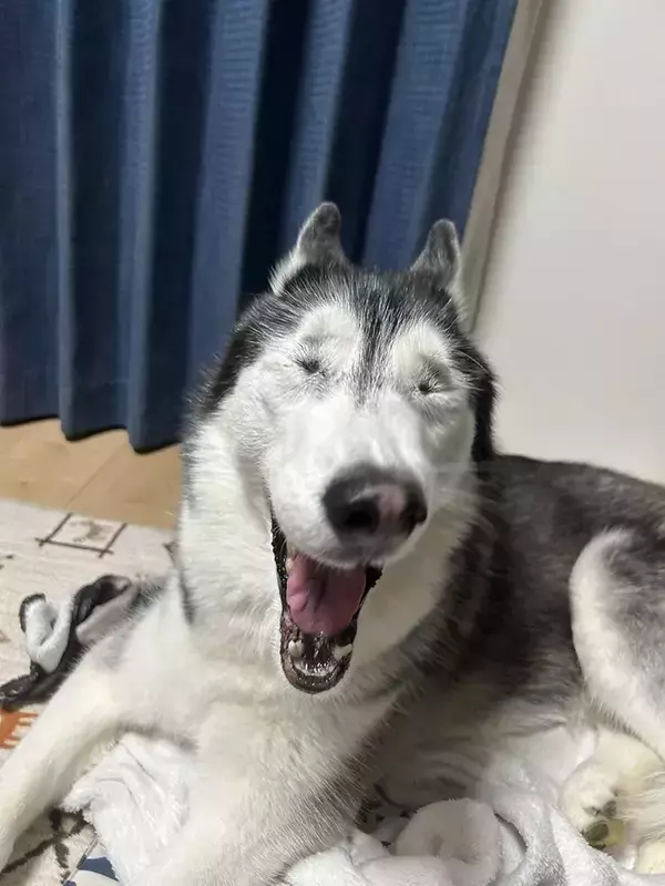 「飼い主「目、どうなってんの？」　ハスキーの『奇跡の瞬間』に6万人が爆笑」の画像