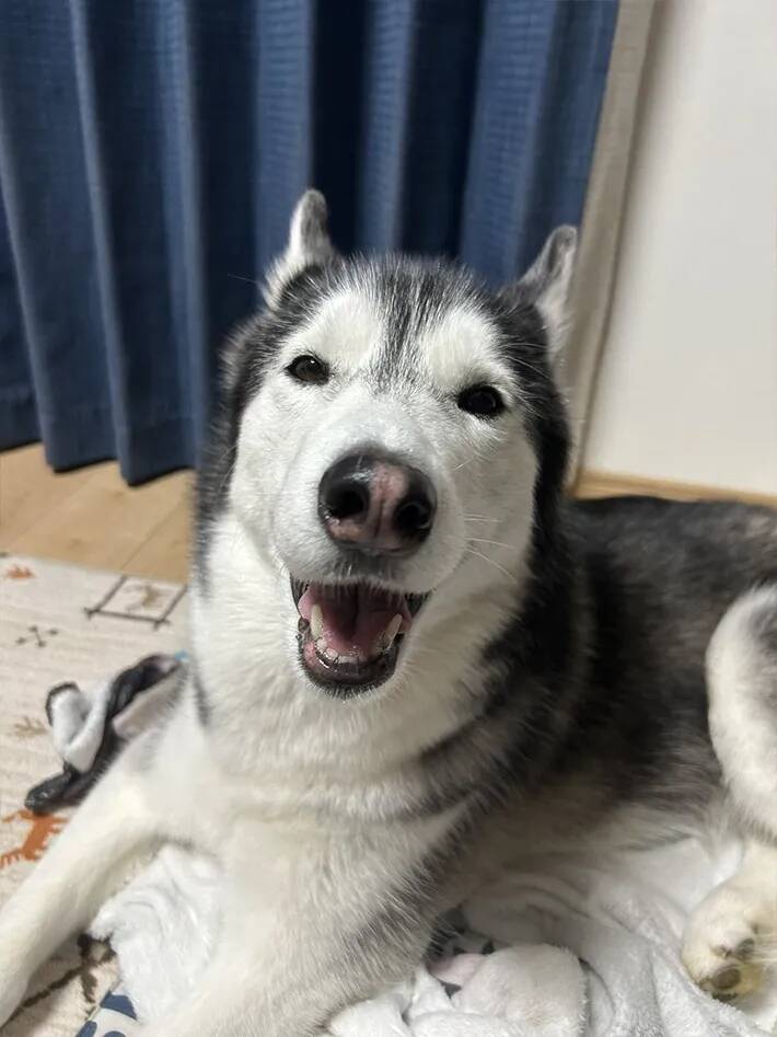 飼い主「目、どうなってんの？」　ハスキーの『奇跡の瞬間』に6万人が爆笑