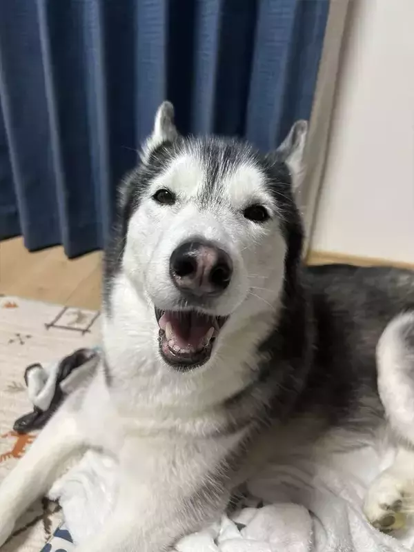 「飼い主「目、どうなってんの？」　ハスキーの『奇跡の瞬間』に6万人が爆笑」の画像