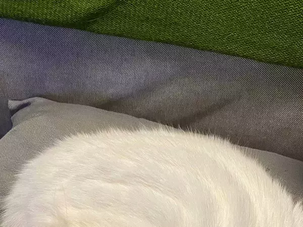 だんだんとホイップクリームに…　愛猫の『変身』に１０万いいね！