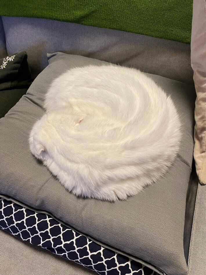 だんだんとホイップクリームに…　愛猫の『変身』に１０万いいね！