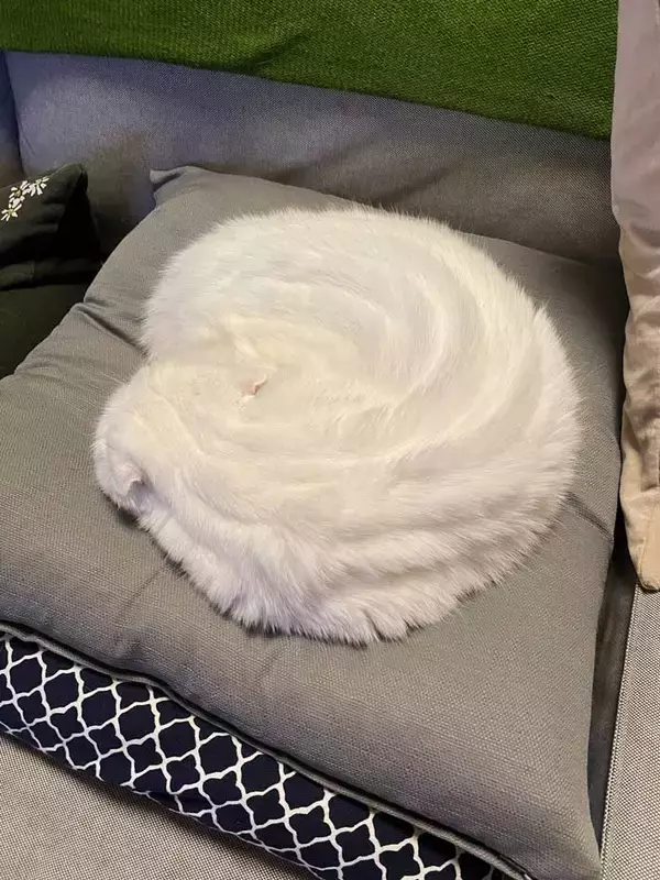 「だんだんとホイップクリームに…　愛猫の『変身』に１０万いいね！」の画像