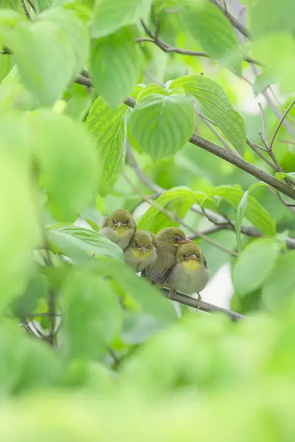 「実家の庭の木に、緑の団子が…？　「ずんだ餅」「これが本当の…」の声」の画像