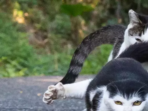 「逃げろ」といいそうな猫　写真家が収めた迫力満点の1枚が「強者感半端ない」