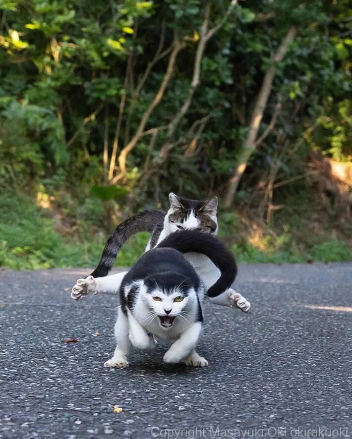 「逃げろ」といいそうな猫　写真家が収めた迫力満点の1枚が「強者感半端ない」