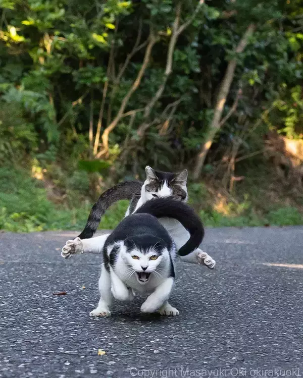「「逃げろ」といいそうな猫　写真家が収めた迫力満点の1枚が「強者感半端ない」」の画像