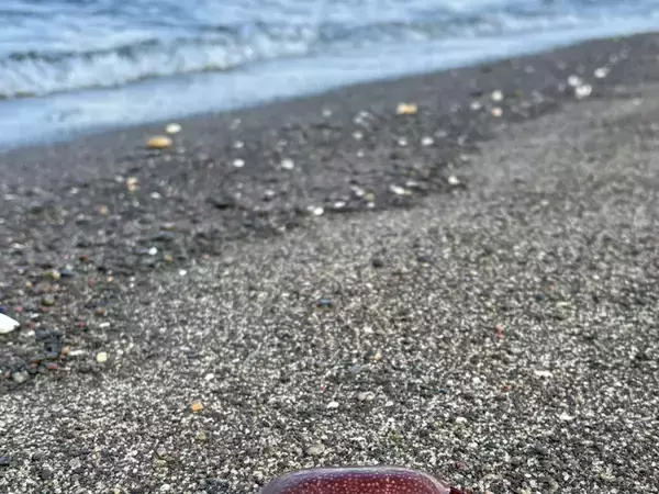 海岸で見つけた『食べられないカニ』　見た目と裏腹な正体に「知らなかった…」