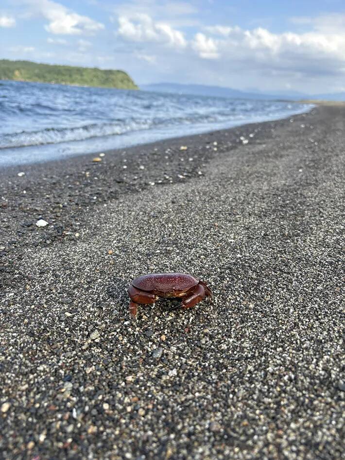 海岸で見つけた『食べられないカニ』　見た目と裏腹な正体に「知らなかった…」