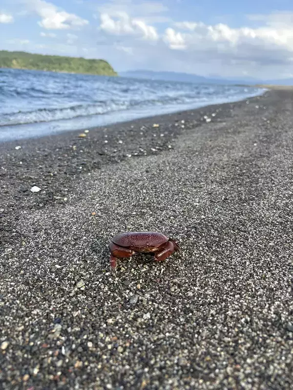「海岸で見つけた『食べられないカニ』　見た目と裏腹な正体に「知らなかった…」」の画像