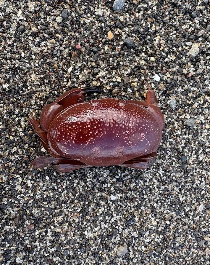 海岸で見つけた『食べられないカニ』　見た目と裏腹な正体に「知らなかった…」