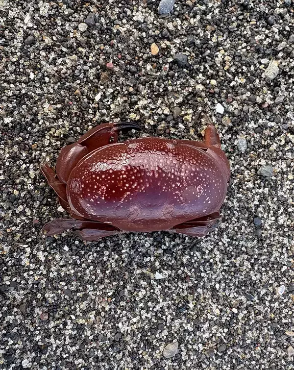 「海岸で見つけた『食べられないカニ』　見た目と裏腹な正体に「知らなかった…」」の画像