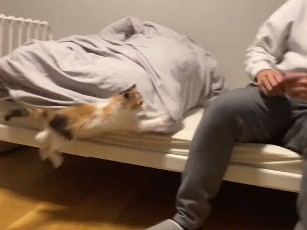 飼い主にべったりな子猫 ベッドに座った数秒後 22年1月9日 エキサイトニュース