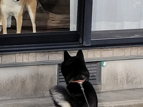 友達の家をウキウキで訪ねた柴犬　窓から見えた表情に「昭和のアニメか」「温度差よ」