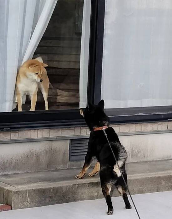友達の家をウキウキで訪ねた柴犬　窓から見えた表情に「昭和のアニメか」「温度差よ」