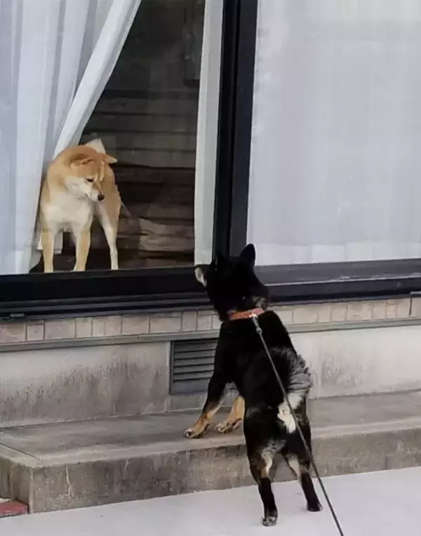 「友達の家をウキウキで訪ねた柴犬　窓から見えた表情に「昭和のアニメか」「温度差よ」」の画像