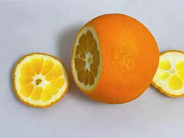 ちまちま切るのはもうやめた！　オレンジがパカッと開く切り方がこちら