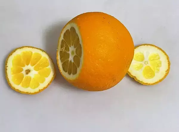 「ちまちま切るのはもうやめた！　オレンジがパカッと開く切り方がこちら」の画像