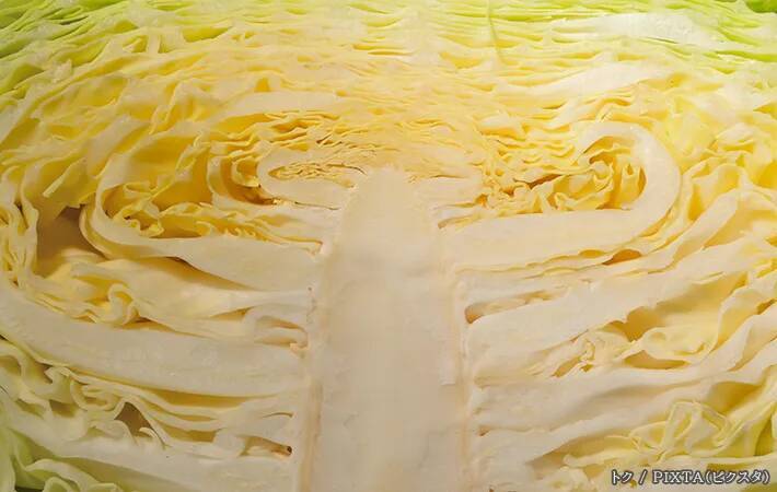 キャベツの外葉や芯を捨ててない？　１玉を無駄なく食べきる『プロの使い分け』