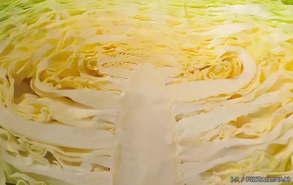 「キャベツの外葉や芯を捨ててない？　１玉を無駄なく食べきる『プロの使い分け』」の画像