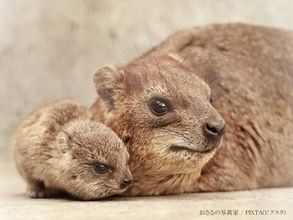 ミルクを飲む『動物の赤ちゃん』に６万人がメロメロ　「全部横から出てて笑った」