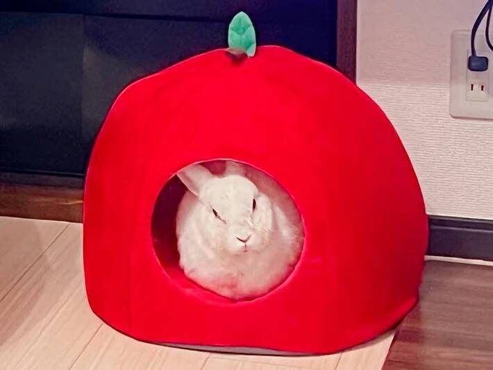 足元で丸まっているのは…？　飼い主が投稿した1枚に「ぽっかぽか」「これは湯たんぽ」