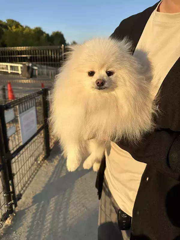 「陰キャな犬がドッグランに行くと？　帰宅時の表情に「笑った」「疲労感がすごい」」の画像