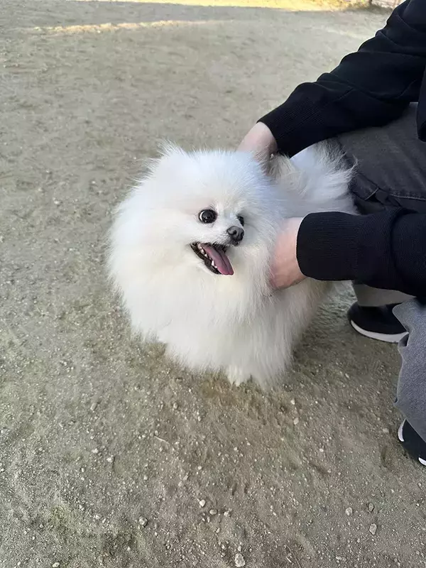 「陰キャな犬がドッグランに行くと？　帰宅時の表情に「笑った」「疲労感がすごい」」の画像