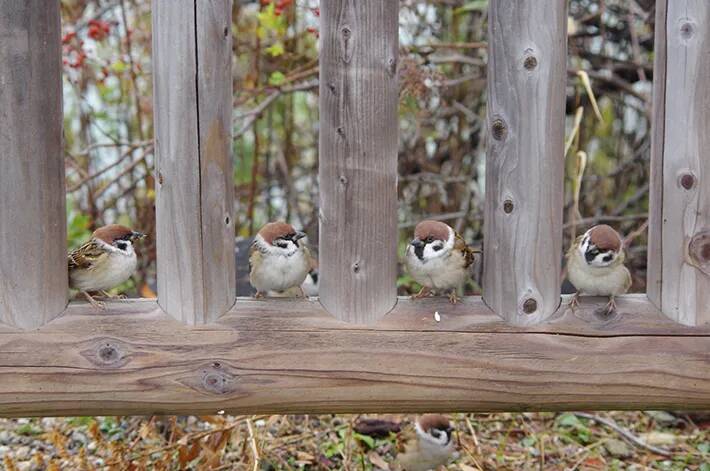 「お一人さま一席でお願いします」　お行儀よくスズメが並んでいた場所は？