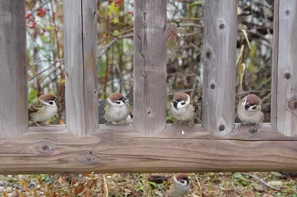 「「お一人さま一席でお願いします」　お行儀よくスズメが並んでいた場所は？」の画像
