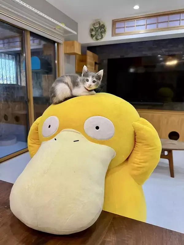 「１年前に家族になった子猫の『ビフォーアフター』に驚き　「なんて美人に」「脚長い！」」の画像