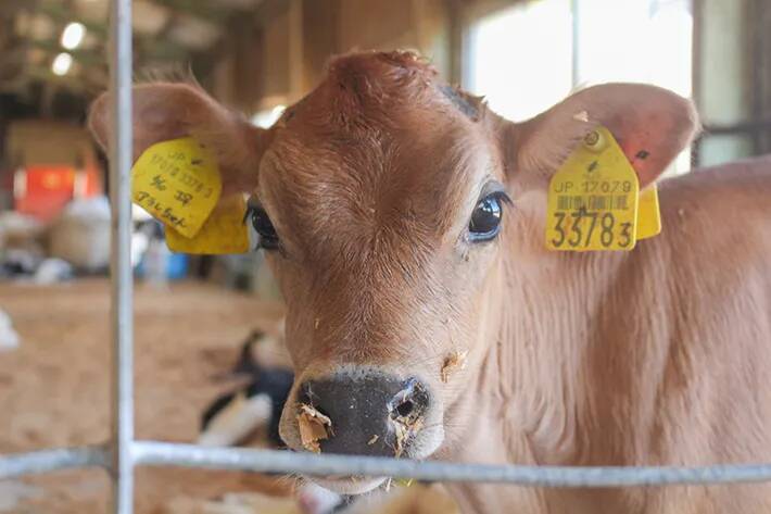「牛が道路に脱走してる！？」　思わず錯覚する車のビジュアルに「笑った」