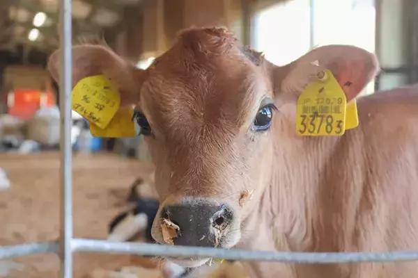 「「牛が道路に脱走してる！？」　思わず錯覚する車のビジュアルに「笑った」」の画像