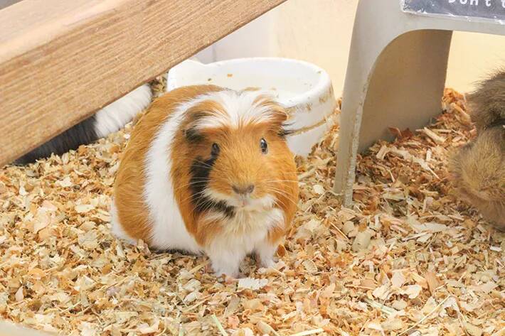 「牛が道路に脱走してる！？」　思わず錯覚する車のビジュアルに「笑った」