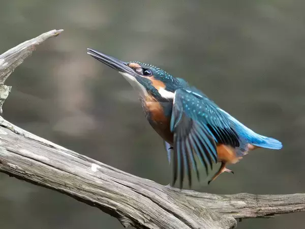 尖った枝が気になるカワセミ　クチバシでくわえた、その後の展開に悶絶！【野鳥】