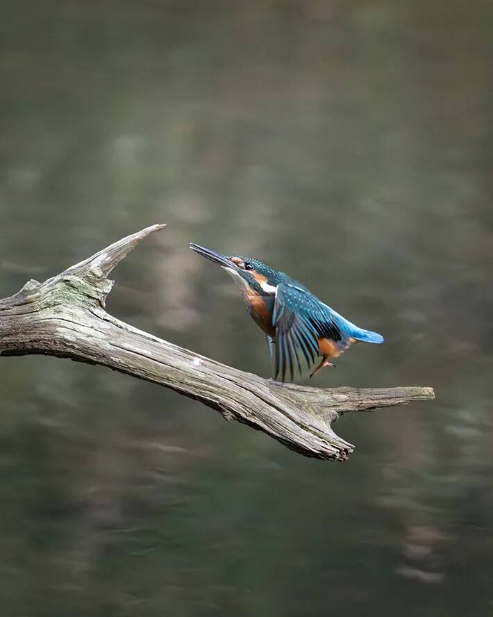 尖った枝が気になるカワセミ　クチバシでくわえた、その後の展開に悶絶！【野鳥】