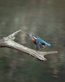 「尖った枝が気になるカワセミ　クチバシでくわえた、その後の展開に悶絶！【野鳥】」の画像2