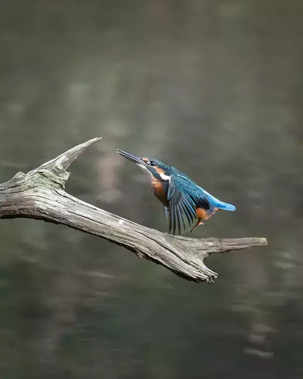 「尖った枝が気になるカワセミ　クチバシでくわえた、その後の展開に悶絶！【野鳥】」の画像