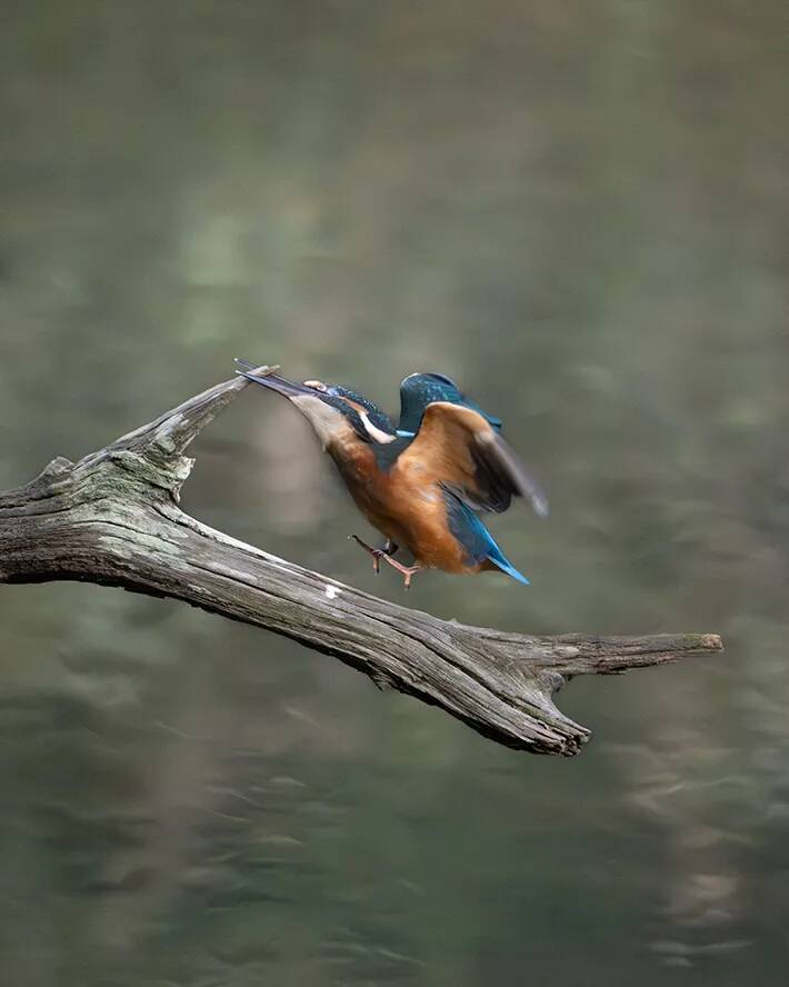 尖った枝が気になるカワセミ　クチバシでくわえた、その後の展開に悶絶！【野鳥】