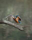 「尖った枝が気になるカワセミ　クチバシでくわえた、その後の展開に悶絶！【野鳥】」の画像3