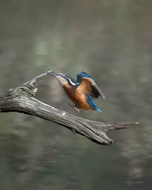 「尖った枝が気になるカワセミ　クチバシでくわえた、その後の展開に悶絶！【野鳥】」の画像