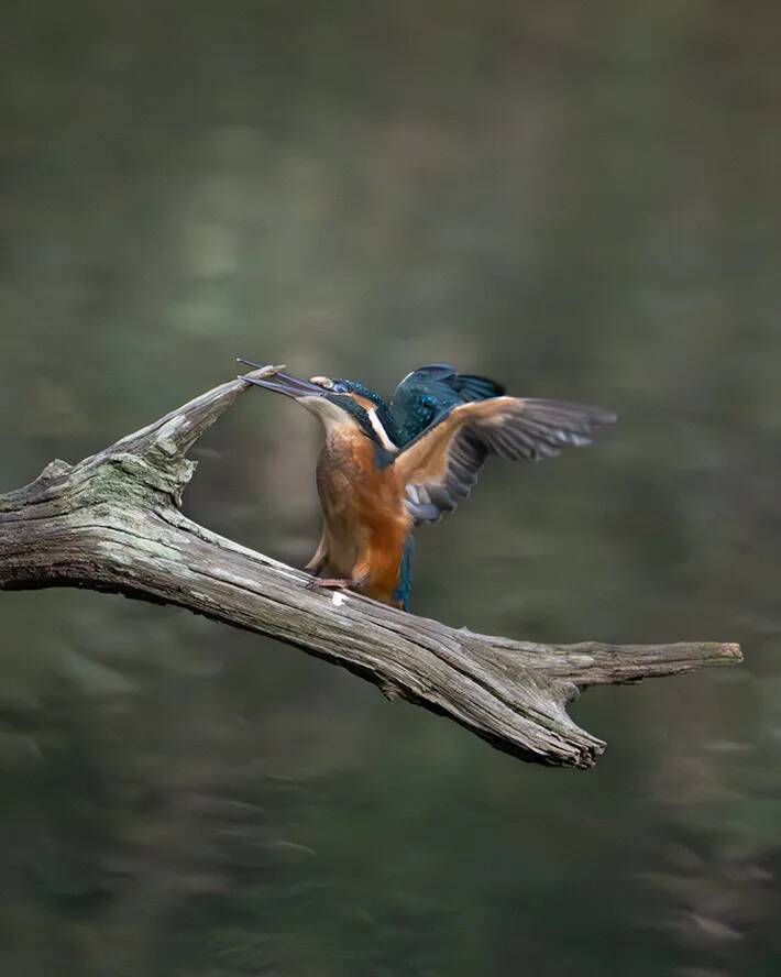 尖った枝が気になるカワセミ　クチバシでくわえた、その後の展開に悶絶！【野鳥】