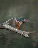 「尖った枝が気になるカワセミ　クチバシでくわえた、その後の展開に悶絶！【野鳥】」の画像4
