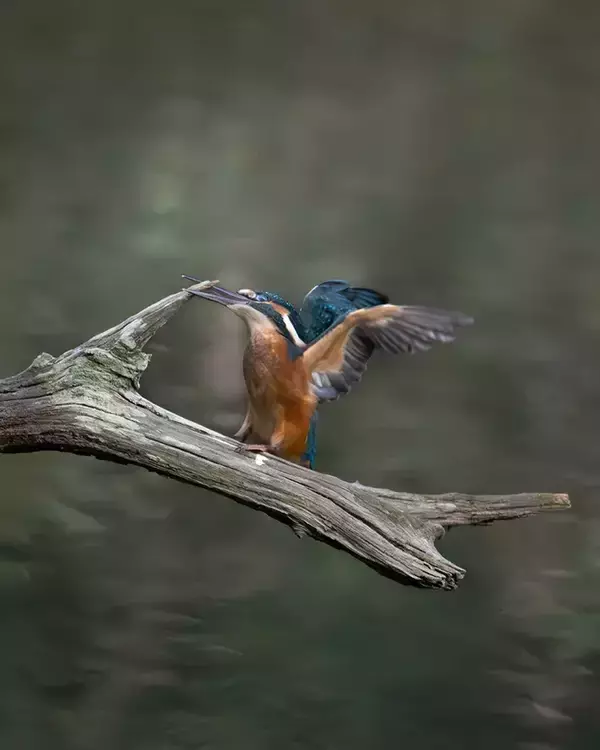 「尖った枝が気になるカワセミ　クチバシでくわえた、その後の展開に悶絶！【野鳥】」の画像