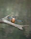 「尖った枝が気になるカワセミ　クチバシでくわえた、その後の展開に悶絶！【野鳥】」の画像5