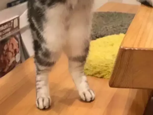 まるで『猫のおもてなし』？　温かいお茶を前にした行動が…「すごい」