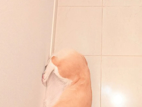 玄関で寝るコーギーに「テトリスみたい」「かわいすぎ」　体勢にクスッ