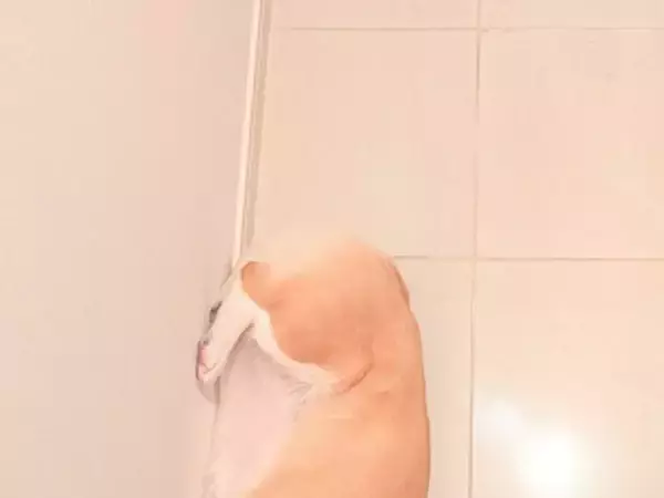 玄関で寝るコーギーに「テトリスみたい」「かわいすぎ」　体勢にクスッ