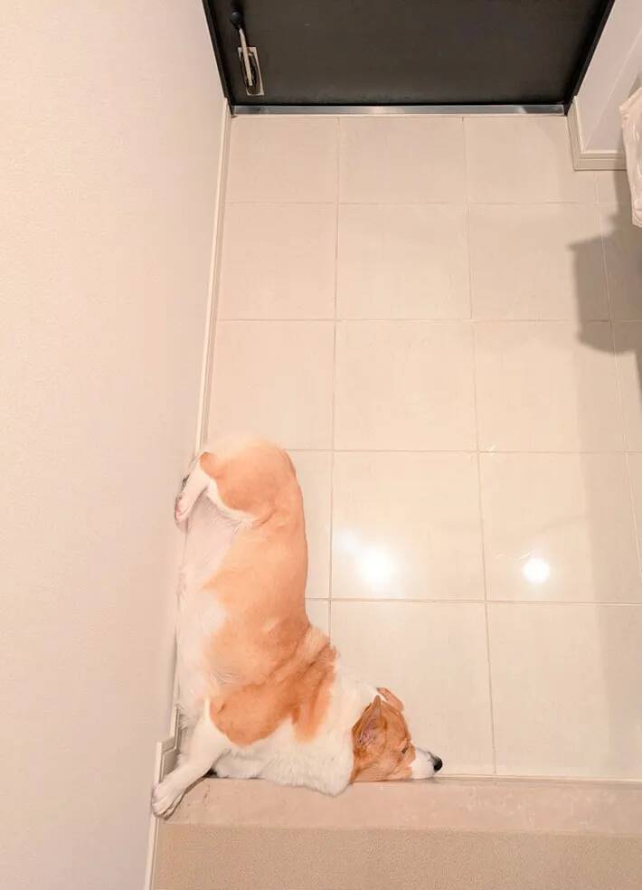 玄関で寝るコーギーに「テトリスみたい」「かわいすぎ」　体勢にクスッ